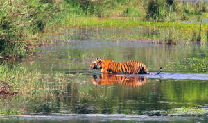 Wildlife in Bardiya National Park