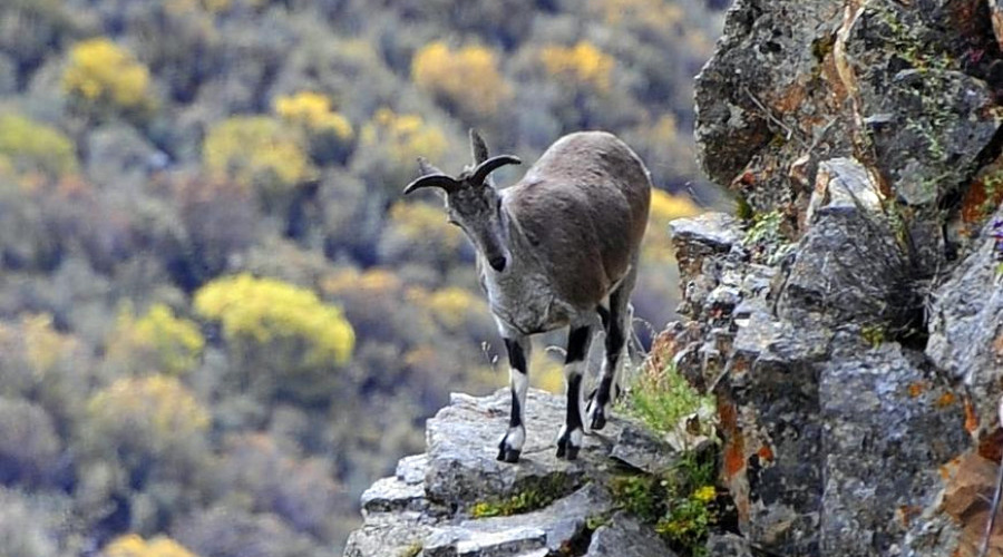 Nepal Hunting Reserve